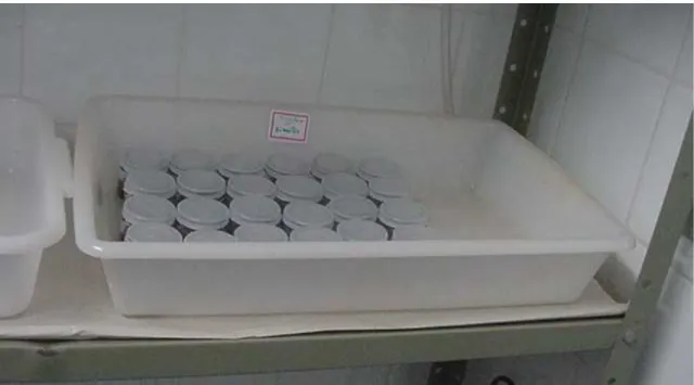 Figura 6. Frascos de vidro fechados utilizados nos testes definitivos com trichlorfon na  ausência e presença de sedimento