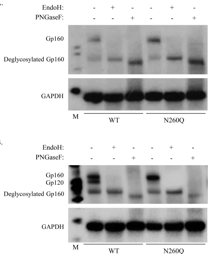 Figure 2. Western blot analysis of glycosidase-treated cell lysates derived from wild-type (WT) and mutant N260Q gp160 HIV- HIV-transfected HEK293T cells