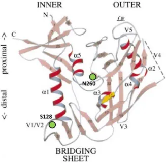 Figure 3. Infectivity of WT and mutant virus strains. Different concentrations of (WT and mutant) virus were added to C8166 cell cultures