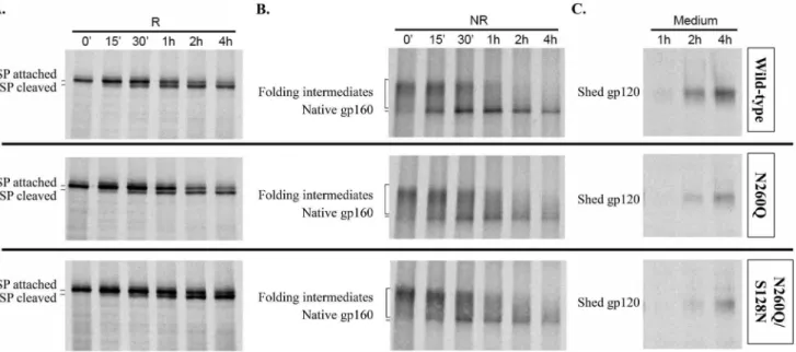 Figure 6. Pulse-chase experiments to study signal peptide cleavage, oxidative folding and gp120 shedding