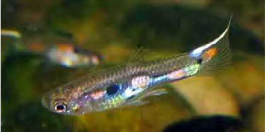 Figura 2. Exemplar do peixe Poecilia reticulata. Fonte: www.aquahobby.com 