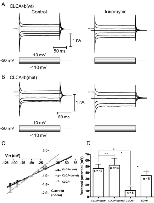 Fig 5. CLCA4b does not evoke a calcium-dependent chloride current characteristic of other CLCA family members