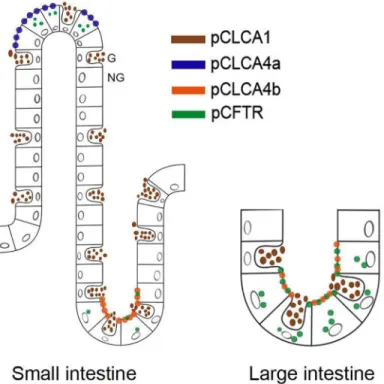 Fig 6. The porcine CLCA proteins CLCA1, CLCA4a and CLCA4b occupy different cellular niches in the intestinal tract