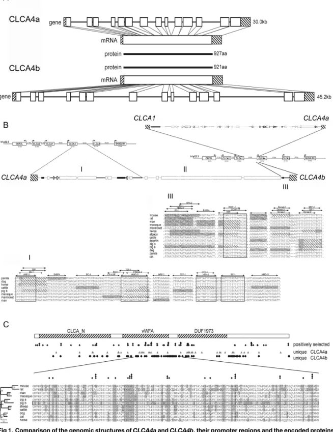Fig 1. Comparison of the genomic structures of CLCA4a and CLCA4b, their promoter regions and the encoded proteins sequences