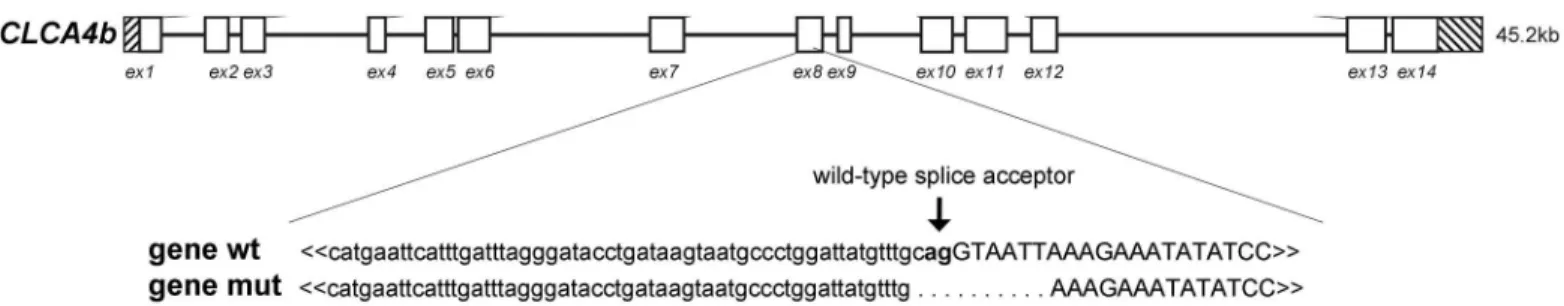 Fig 2. A deletion mutation in the CLCA4b gene leads to transcripts with a premature termination codon