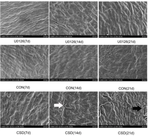 Figure 3. Ultrastructure of the condyle visualized by scanning electron microscopy (SEM)