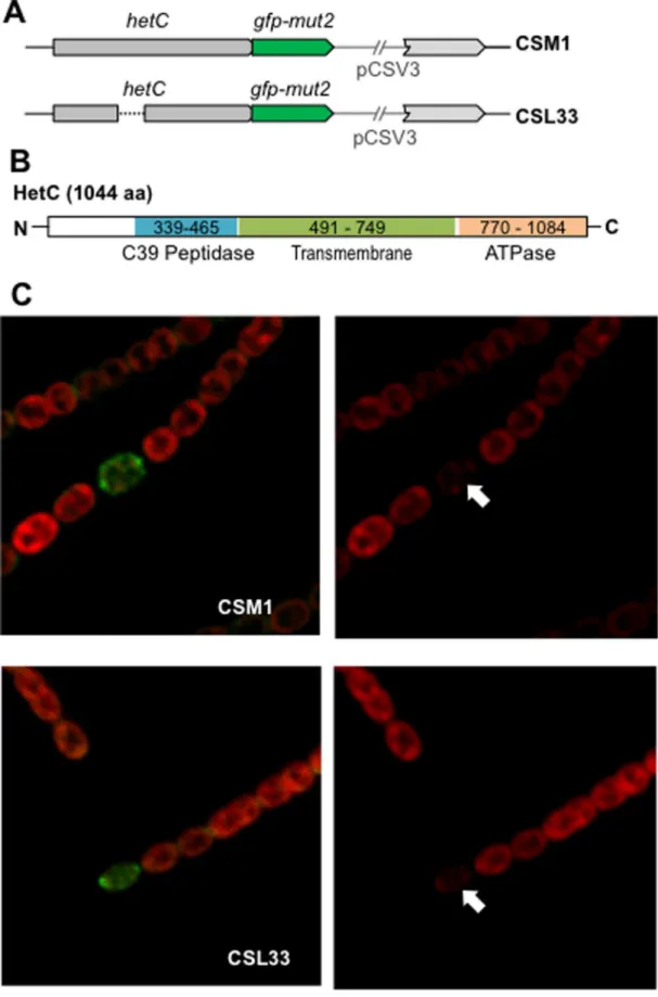 Figure 4. Localization of HetC-GFP. (A) Scheme of the genomic hetC region of strains CSM1 (expressing a HetC-GFP-mut2 fusion protein) and CSL33 (expressing a HetC-p-GFP-mut2 fusion protein)