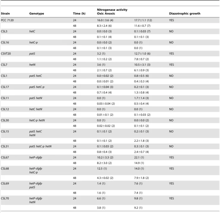 Table 4. Nitrogenase activity and diazotrophic growth in Anabaena sp. PCC 7120 mutant strains.