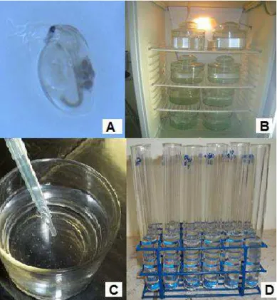 Figura  1.  Aspectos  do  cultivo  e  da  realização  dos  ensaios  com  o  microcrustáceo