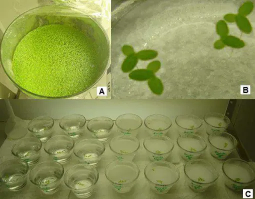 Figura 2. Aspectos do cultivo e da realização dos ensaios com L. minor. (A) Cultivo das  macrófitas  em  meio  Hoagland’s