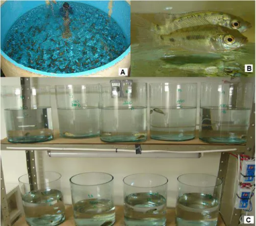 Figura 4. Aspectos do cultivo e da realização dos ensaios com tilápia. (A) Recipiente de  aclimatação dos peixes em sala de bioensaio