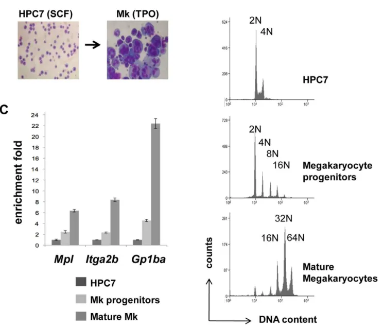Figure 4. Generation of mature megakaryocytes through HPC7 in vitro differentiation. (A) Giemsa staining of HPC7 cells and HPC7- HPC7-derived megakaryocytes