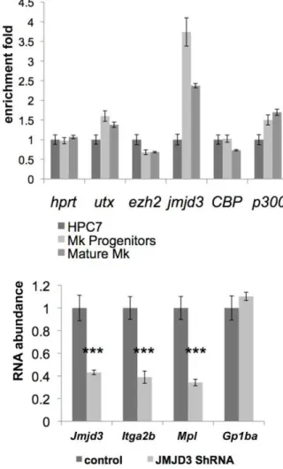 Figure 7. Jmjd3 up-regulation affects Itga2b and Mpl expression during megakaryopoiesis