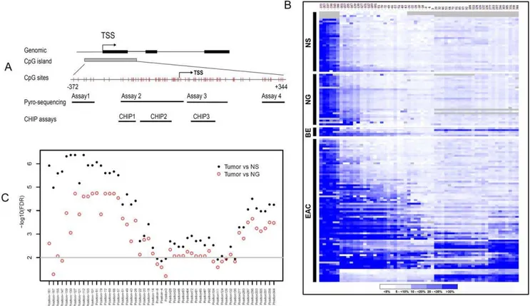 Figure 1. DNA methylation levels of the MT3 promoter in esophageal adenocarcinomas and normal tissue samples