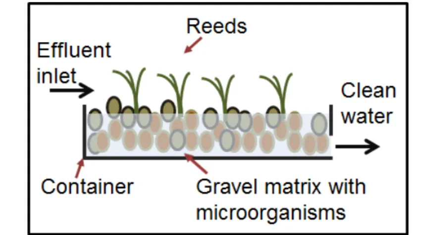 Fig.  1.  Basic  schematic  of  a  sub-surface  reed  bed.  A  gravel  matrix  has  reeds  planted  in  it  and  effluent  is  flown  through