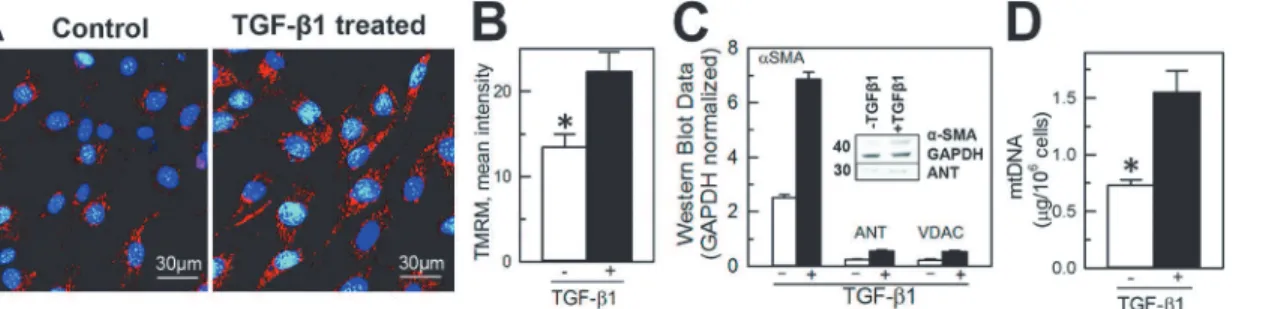 Fig 3. TGF-β1 treatment increased the content of mitochondria and expression of mitochondria-specific proteins and mitochondrial DNA in differentiated NIH/3T3 fibroblasts