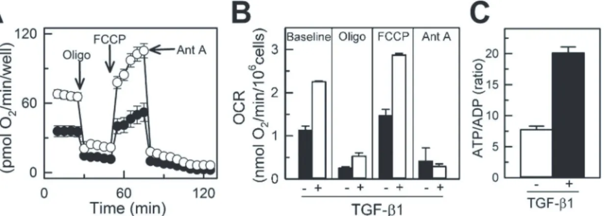 Fig 4. TGF-β1-mediated enhancement of mitochondrial respiration in NIH/3T3 cells. A, Endogenous oxygen consumption rate (OCR) of naive (TGF- (TGF-β1-untreated) and differentiated (TGF-β1-treated) NIH/3T3 cells measured using Seahorse XF-96