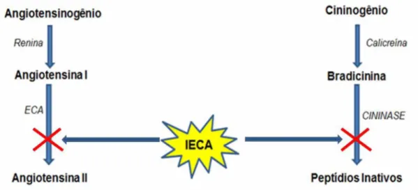Figura 2: Mecanismo de ação dos inibidores da ECA.