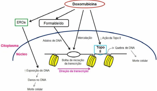 Figura 8: Os potenciais mecanismos de morte celular mediada por doxorrubicina. 