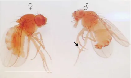 Figura 9: Casal de Drosophila melanogaster, à esquerda a fêmea e à direita o macho, cujo  pente sexual está indicado pela seta