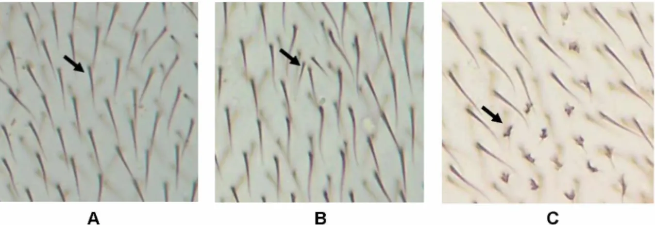 Figura 10: Imagens da asa da Drosophila melanogaster vistas ao microscópio óptico  C objetiva de 40X: A) Pelos normais; B) Pelo multiple wing hairs; C) Pelo flare
