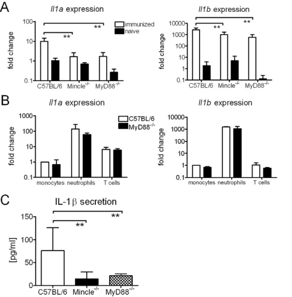Figure 3. TDB induces IL-1 expression and release in vitro and in vivo . Il1a and Il1b expression determined by qRT-PCR in vaccinated and naive mice (A)