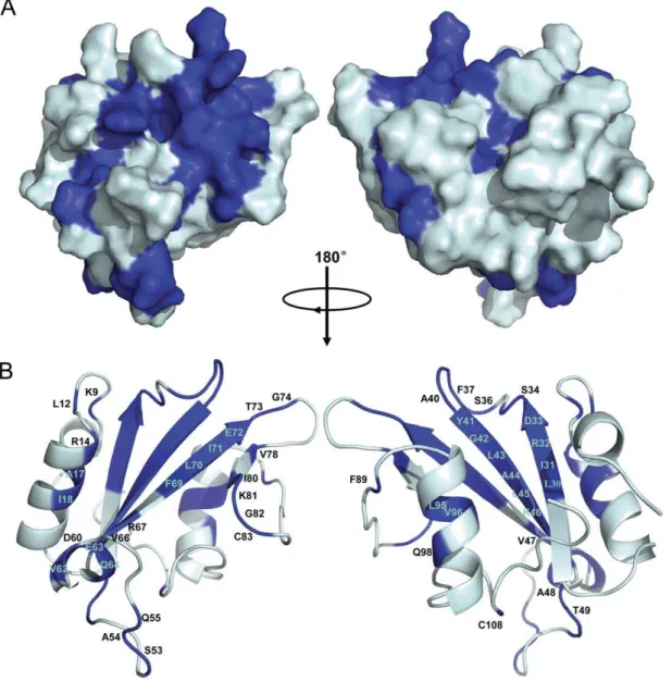 Figure S1 Kinetic analyses of interactions between mutated tensin2 SH2 domain and nonphosphorylated/