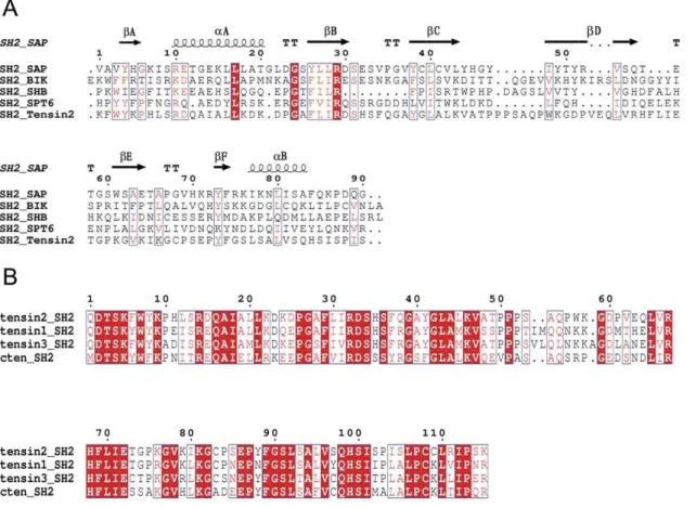 Figure 1. Multiple sequence alignments between different SH2 domains of proteins from different species