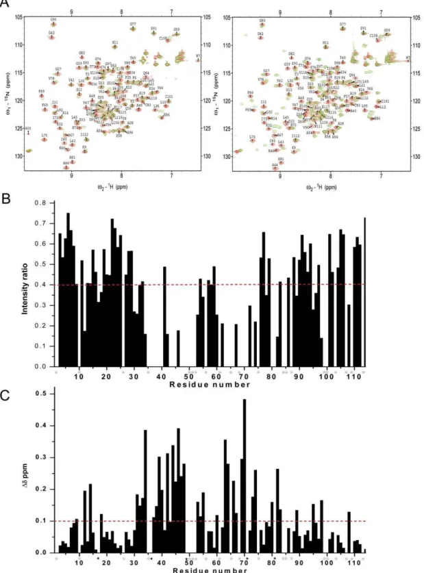 Figure 6. Identification of residues of tensin2 SH2 domain for binding to nonphosphorylated/phosphorylated ligands