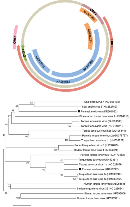 Fig 3. Phylogenetic analysis of fur seal anellovirus. (A) Schematic representation of the genome of anelloviruses using as example the torque teno virus (~3.8 kb)