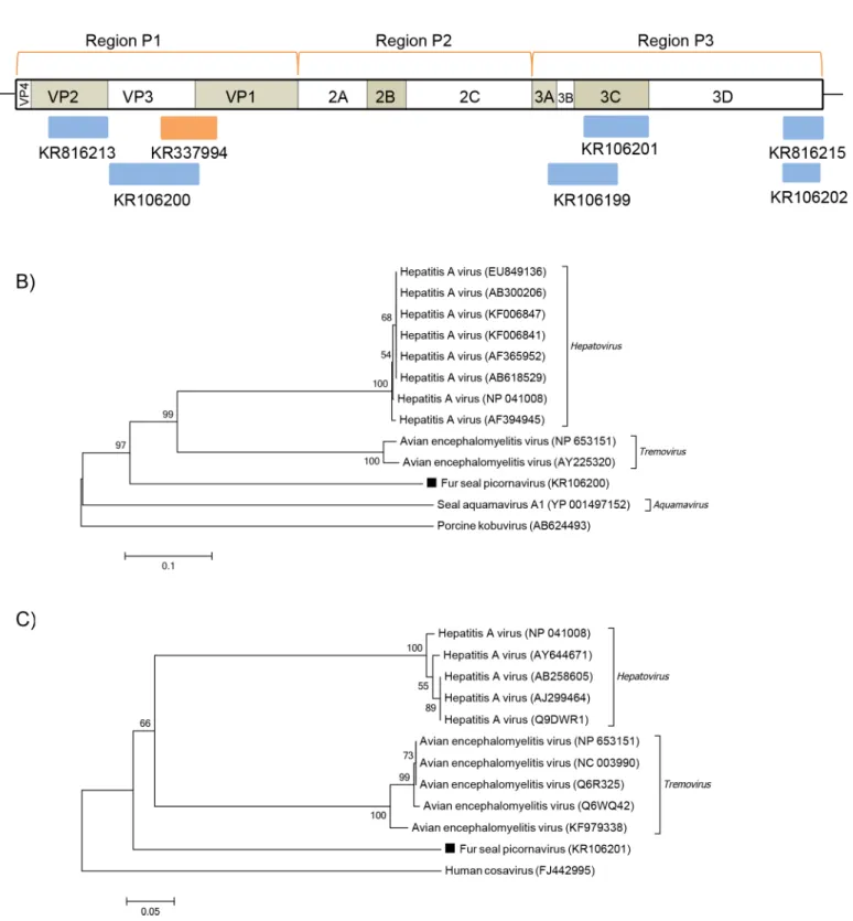 Fig 5. Phylogenetic analysis of fur seal picornavirus. (A) Schematic representation of the genome of picornaviruses using as an example the hepatits A virus (~7.4 kb)