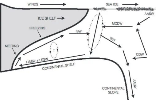 Fig. 1. Schematic representation of the circulation under the Ross Sea Ice Shelf. AASW: