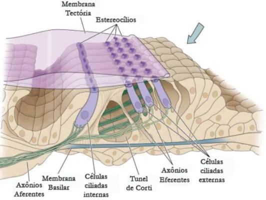 FIGURA  8  -  Órgão  de  Corti,  com  as  camadas  de  células  ciliadas  internas  e  externas,  estereocílios e membrana tectória e os axônios aferentes e eferentes