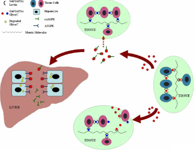 Figure 7. Possible physiological function of sASGPR. This diagram depicts the dynamic metabolic turnover of Gal/GalNAc glycoconjugates and their removal by the liver, as described by the Gal/GalNAc homeostasis hypothesis