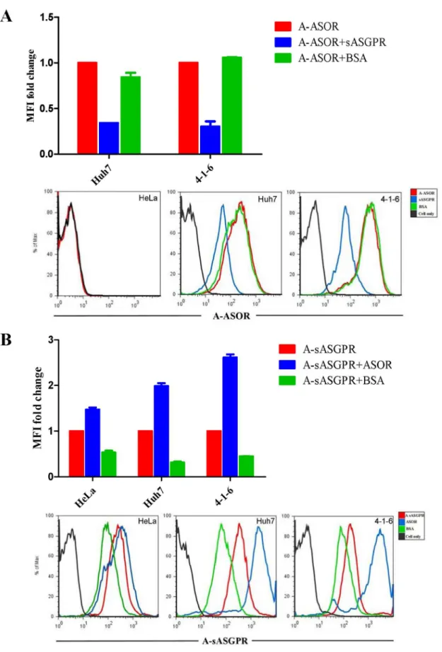 Figure 5. Ligands binding assay. The binding of fluorescence labeled A-ASOR (A) and A-sASGPR (B) to cells was determined by FACS