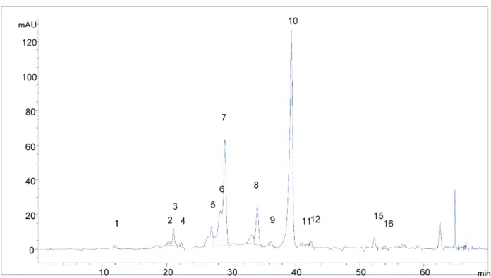 Figure 5. HPLC chromatogram of Mentha longifolia extracts obtained from plant material dried naturally