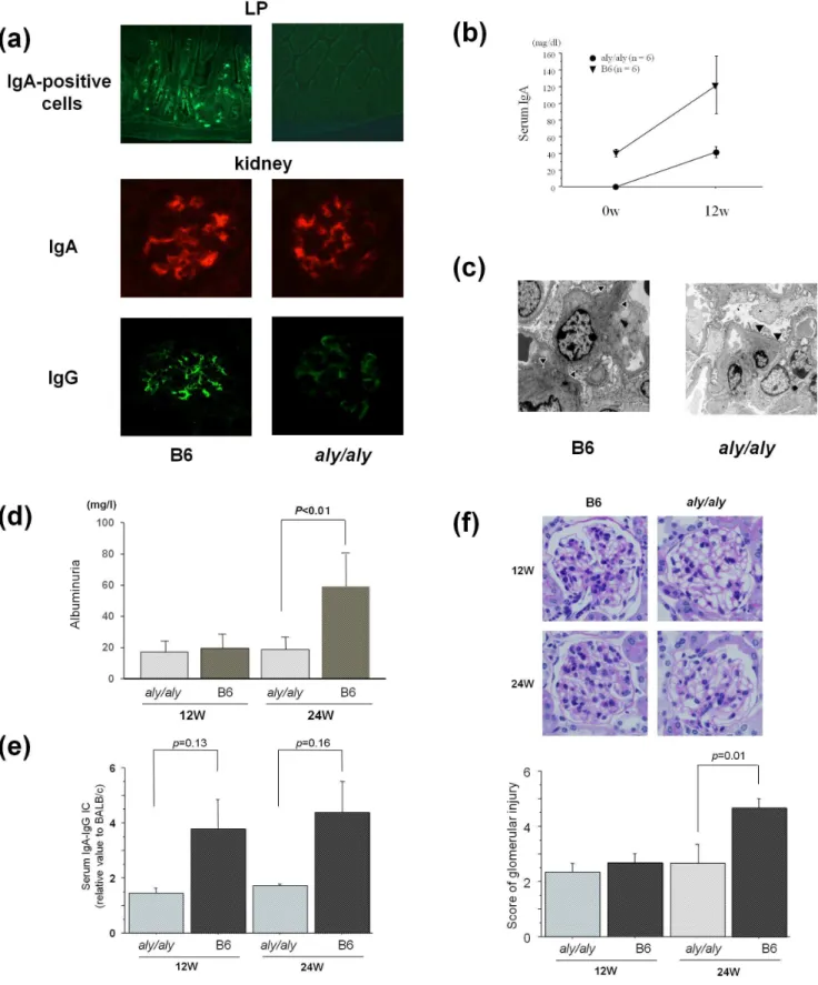 Figure 1. Reconstitution of IgA nephropathy by BM transplantation from ddY mice in aly/aly and B6 mice