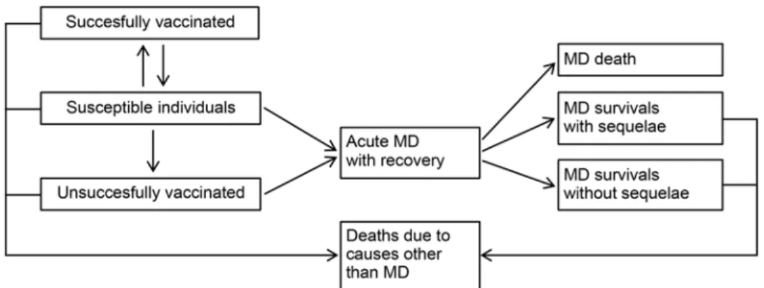 Fig 1. Model structure. Model used to assess the impact of the immunisation programme