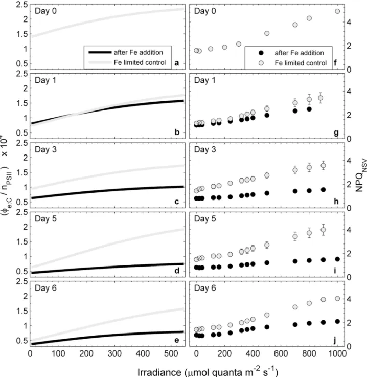 Fig 6. Changes in the light dependency of the conversion factor Φ e:C /n PSII (a-e) and NPQ NSV (f-j) over the course of the iron addition experiment.
