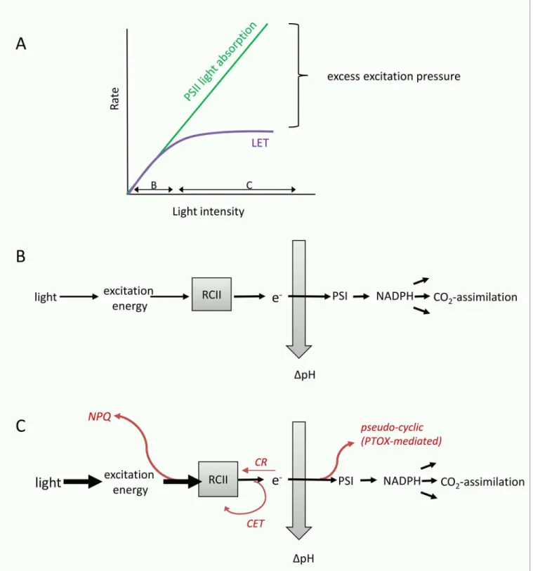 Fig 8. Conceptual diagram visualizing the concept of excess excitation pressure and its dissipation before and after charge separation in RCII