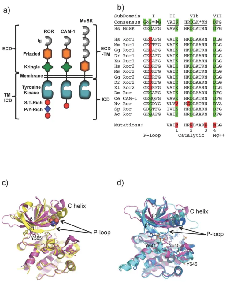 Figure 1. Domain structures of ROR and MuSK receptors, kinase mutations in ROR and structural analysis of the ROR2 kinase domain