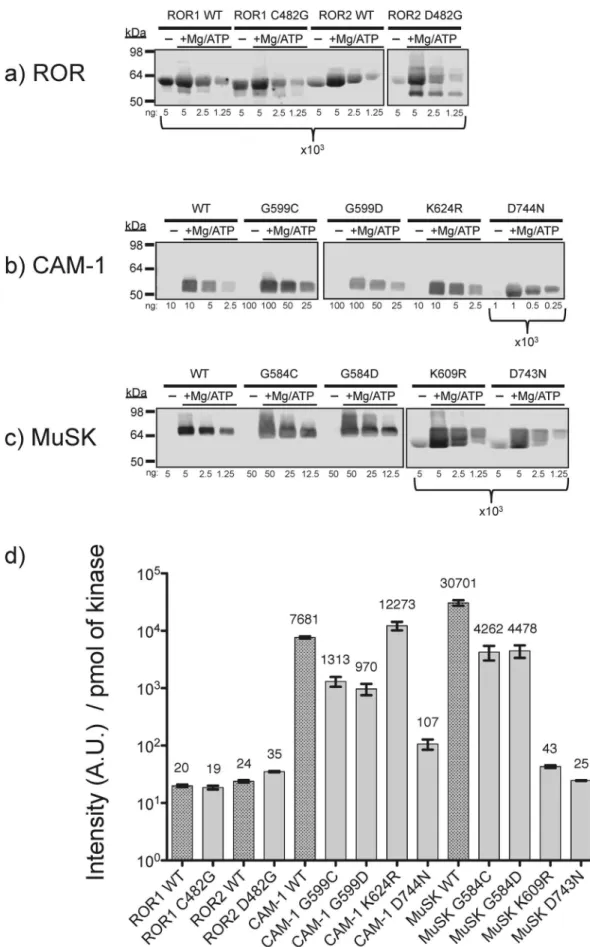 Figure 2. ROR shows limited residual tyrosine autophosphorylation in vitro. a) ROR, b) CAM-1, c) MuSK and d) Quantitation of signal intensity per pmol of kinase from the above immunoblots