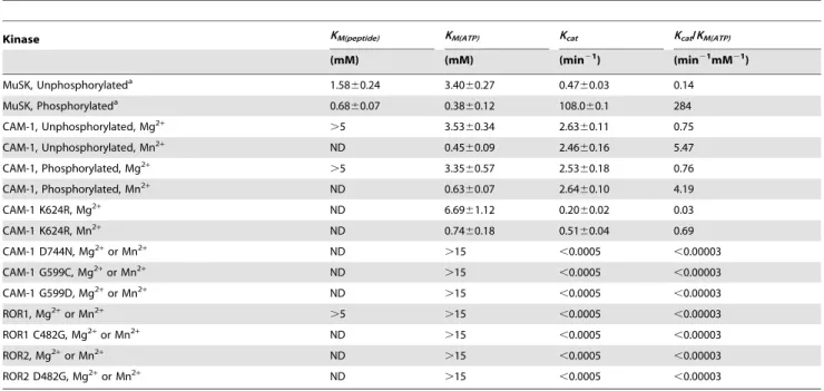 Table 1. Comparison of kinetic parameters for MuSK, CAM-1, ROR1 and ROR2 tyrosine phosphorylation activity.