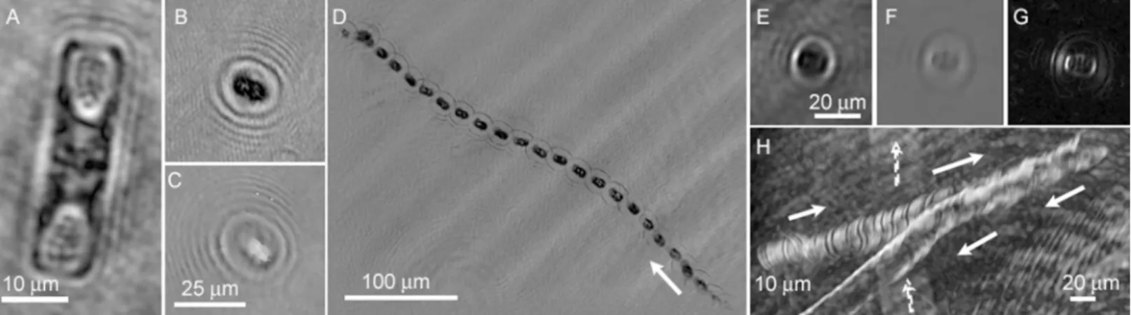 Fig 6. Examples of eukaryotic cells and trajectories observed in sackhole brines of Malene Bay