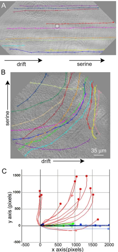 Fig 9. Appearance of tracks of identified cells (prokaryotes and eukaryotes) in the presence of unequal serine concentrations