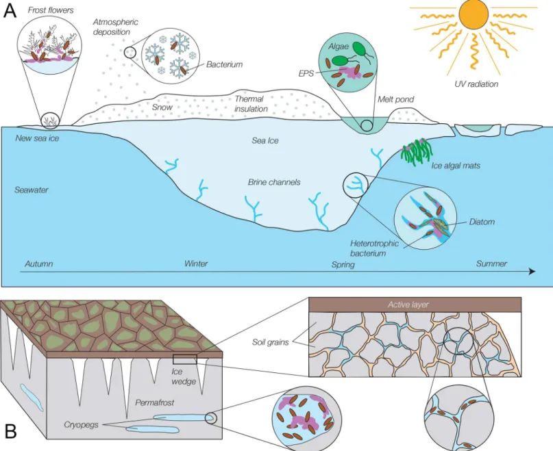Fig 1. Schematic of selected microbial habitats in the frozen environments of sea ice and permafrost