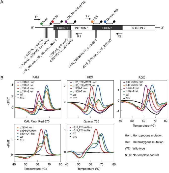 Figure 5. A 5-color FMCA assay for genotyping of 16 mutations in b-globin gene. A) The relative position of the primers and probes along the b-globin gene