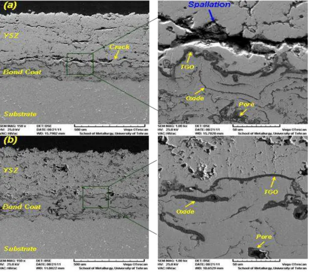 Fig. 2. Cross-sectional SEM images of TBC coatings after 200 h oxidation test: a) conventional YSZ; b)  nanostructured YSZ