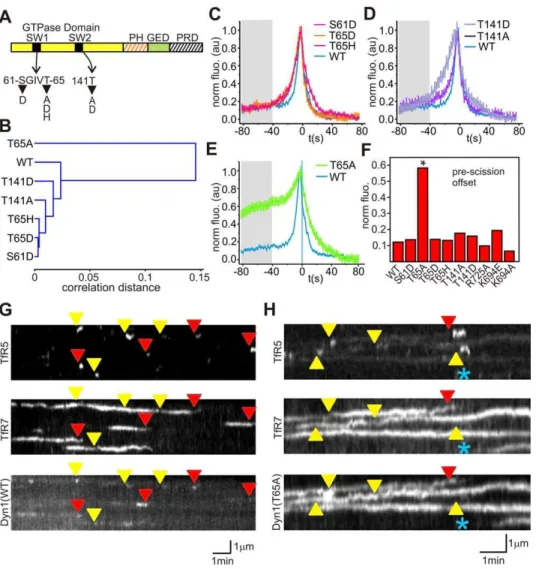 Figure 2. The effects of Dynamin GTPase mutants on Dynamin recruitment kinetics. (A) Domain architecture of dynamin showing the position of point mutation within the GTPase domain and the position of the pleckstrin homology domain (PH), guanine exchange do