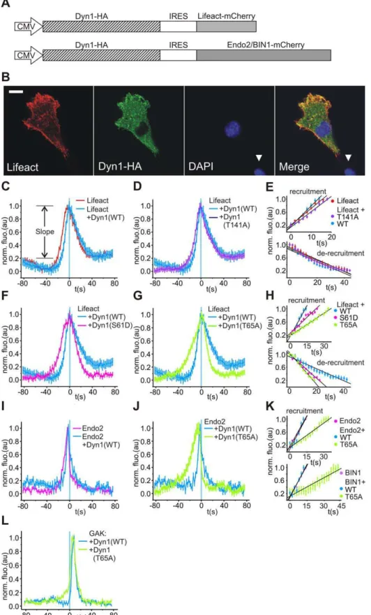 Figure 4. The effects of dynamin GTPase mutants on the kinetics of actin recruitment. (A) Bicistronic IRES vectors co-express dynamin tagged with HA epitope and lifeact-mCherry or endo2/BIN1-mCherry